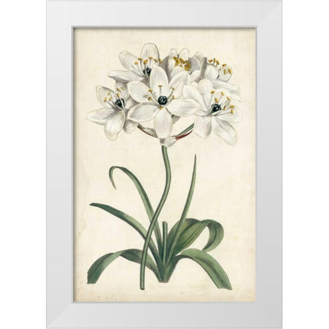 Ivory Garden V White Modern Wood Framed Art Print by Curtis