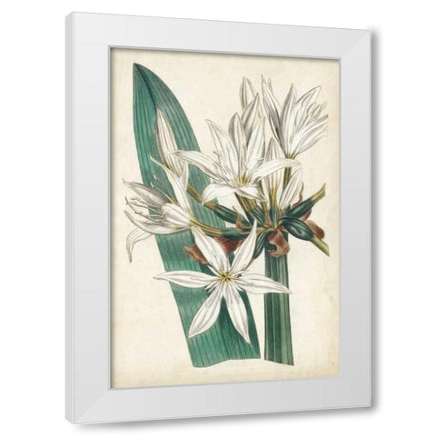 Ivory Garden VI White Modern Wood Framed Art Print by Curtis