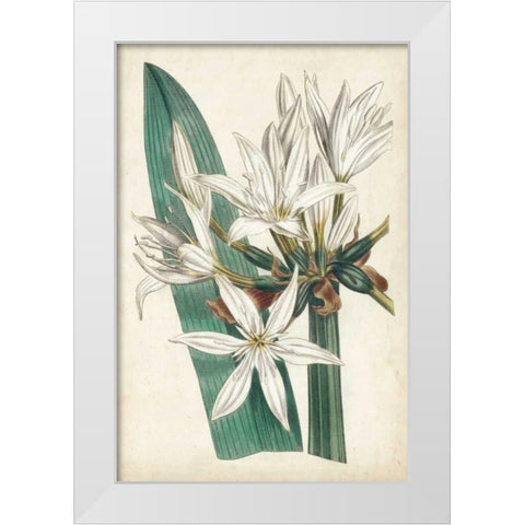 Ivory Garden VI White Modern Wood Framed Art Print by Curtis