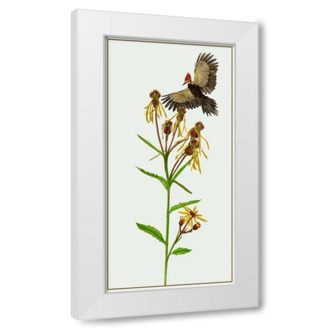 Tephroseris Flammea II White Modern Wood Framed Art Print by Wang, Melissa