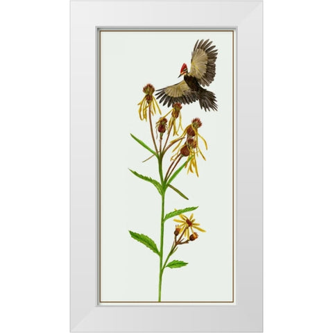 Tephroseris Flammea II White Modern Wood Framed Art Print by Wang, Melissa