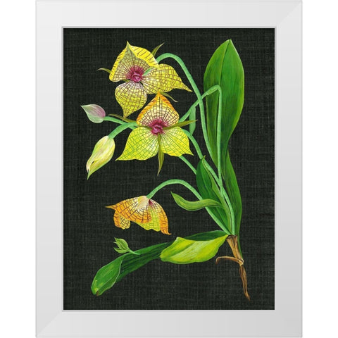 Telipogon Caulescens I White Modern Wood Framed Art Print by Wang, Melissa