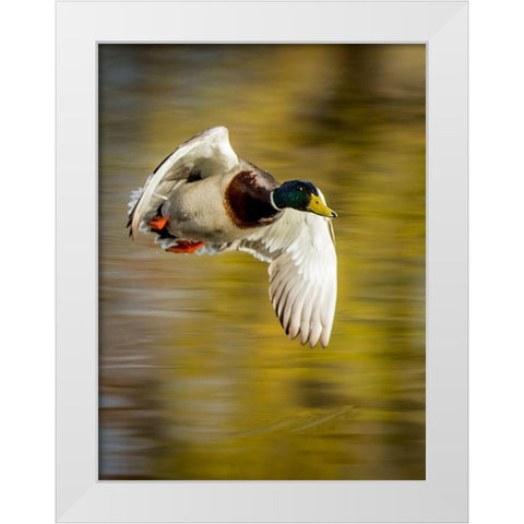 Mallard Flight I White Modern Wood Framed Art Print by Stockton, Tyler