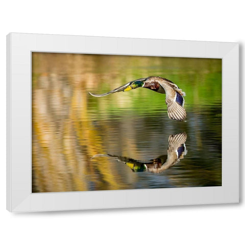 Mallard Flight III White Modern Wood Framed Art Print by Stockton, Tyler