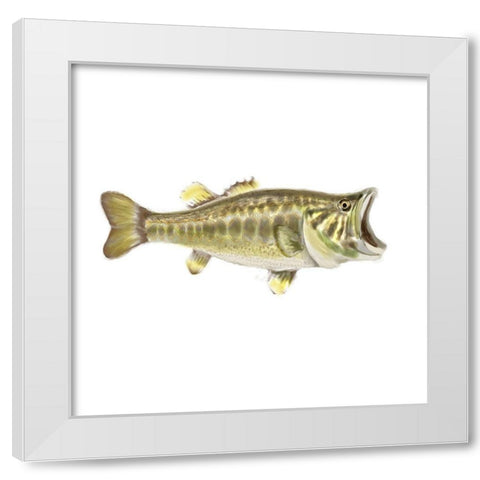 Illustrated Bass White Modern Wood Framed Art Print by Novak, Rick