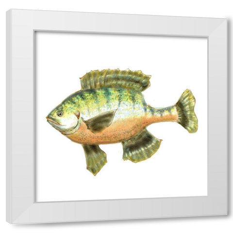 Illustrated Bluegill White Modern Wood Framed Art Print by Novak, Rick
