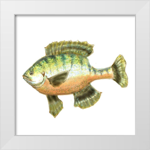 Illustrated Bluegill White Modern Wood Framed Art Print by Novak, Rick