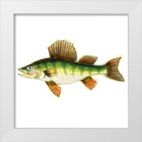 Illustrated Yellow Perch White Modern Wood Framed Art Print by Novak, Rick
