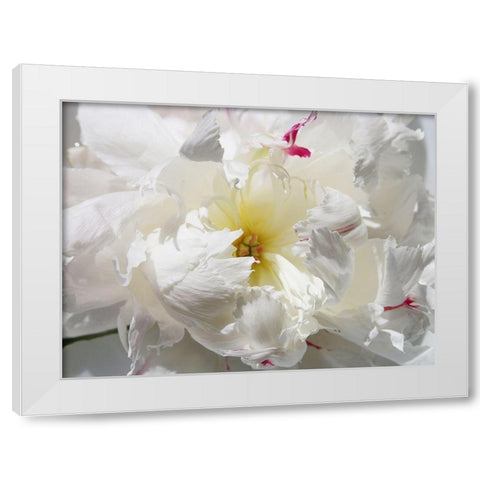 Breathless II White Modern Wood Framed Art Print by Orlov, Irena