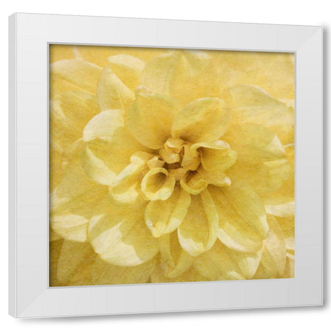 Wall Flower II White Modern Wood Framed Art Print by Saunders, Alonzo