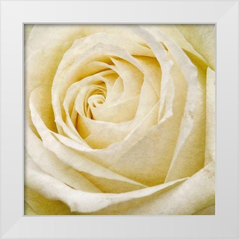 Wall Flower III White Modern Wood Framed Art Print by Saunders, Alonzo