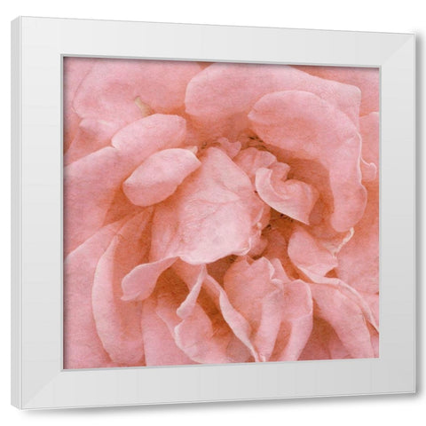 Wall Flower IV White Modern Wood Framed Art Print by Saunders, Alonzo