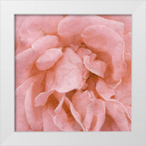 Wall Flower IV White Modern Wood Framed Art Print by Saunders, Alonzo