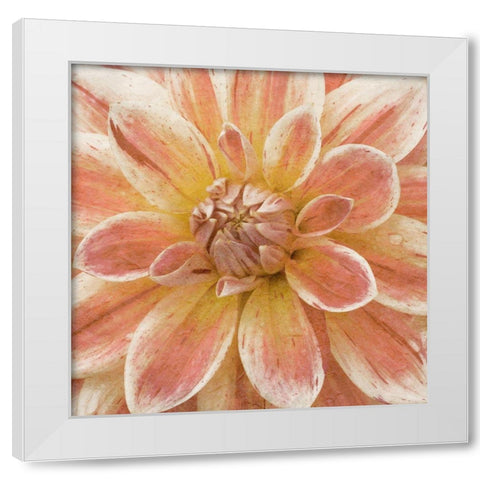 Wall Flower V White Modern Wood Framed Art Print by Saunders, Alonzo
