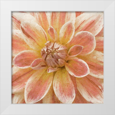 Wall Flower V White Modern Wood Framed Art Print by Saunders, Alonzo