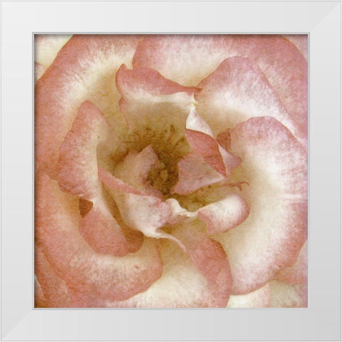 Wall Flower VI White Modern Wood Framed Art Print by Saunders, Alonzo