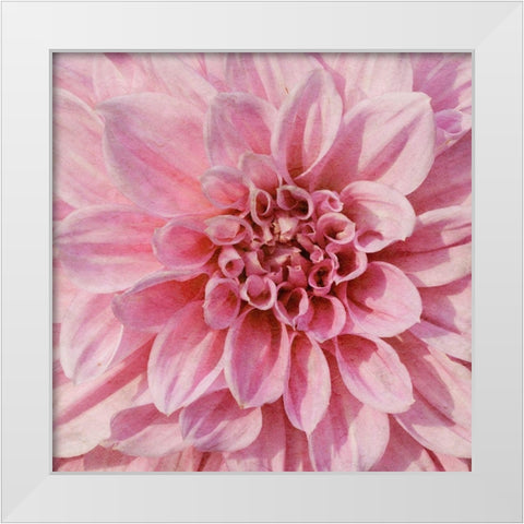 Wall Flower VII White Modern Wood Framed Art Print by Saunders, Alonzo