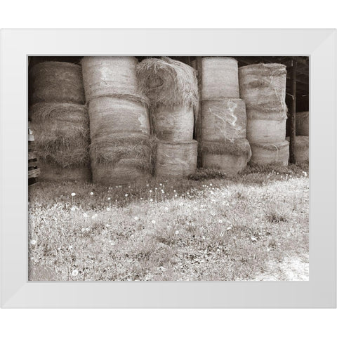Sepia Farm Study V White Modern Wood Framed Art Print by Ludwig, Alicia