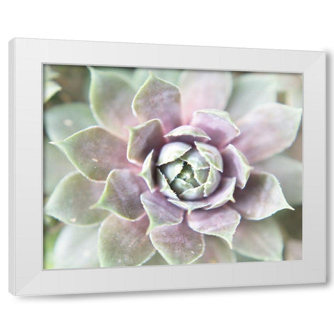 Succulent Glow II White Modern Wood Framed Art Print by Johnson, Jason