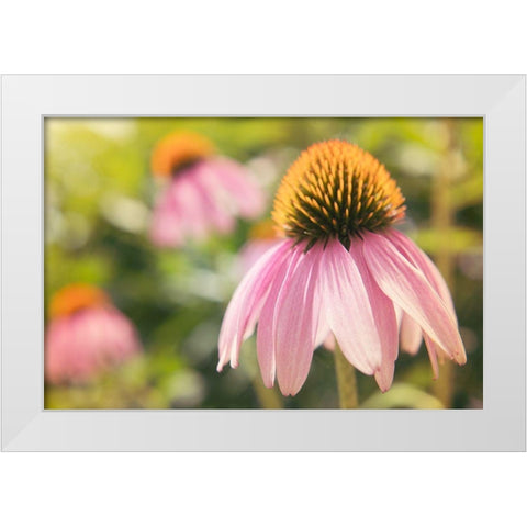 Echinancea Study I White Modern Wood Framed Art Print by Johnson, Jason