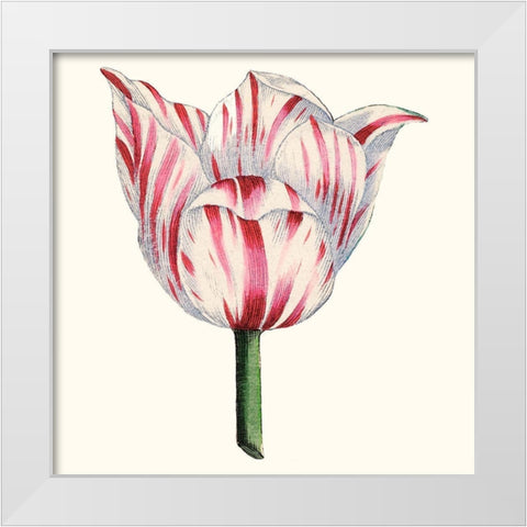 Tulip Garden I White Modern Wood Framed Art Print by Vision Studio