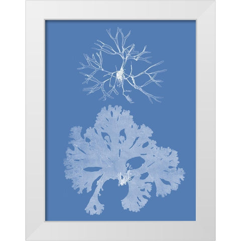 Seaweed Cyanotype III White Modern Wood Framed Art Print by Vision Studio