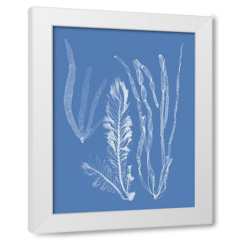 Seaweed Cyanotype IV White Modern Wood Framed Art Print by Vision Studio