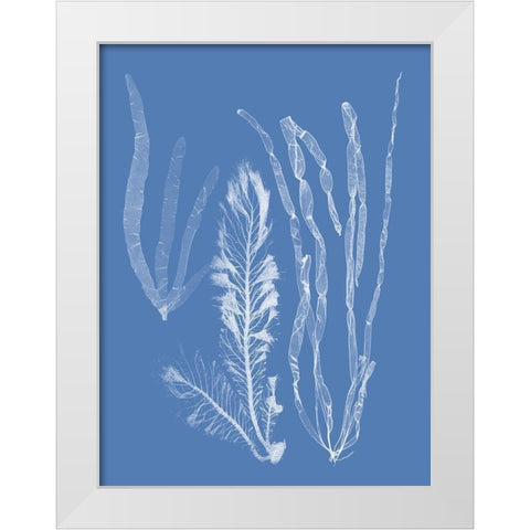 Seaweed Cyanotype IV White Modern Wood Framed Art Print by Vision Studio