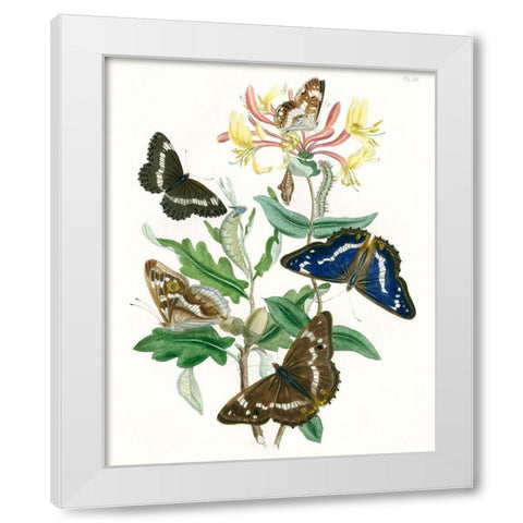 British Butterflies I White Modern Wood Framed Art Print by Unknown