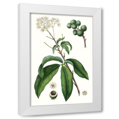 Foliage and Blooms II White Modern Wood Framed Art Print by Nuttall, Thomas