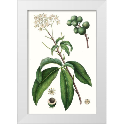 Foliage and Blooms II White Modern Wood Framed Art Print by Nuttall, Thomas