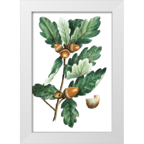 Douglas Oak White Modern Wood Framed Art Print by Nuttall, Thomas