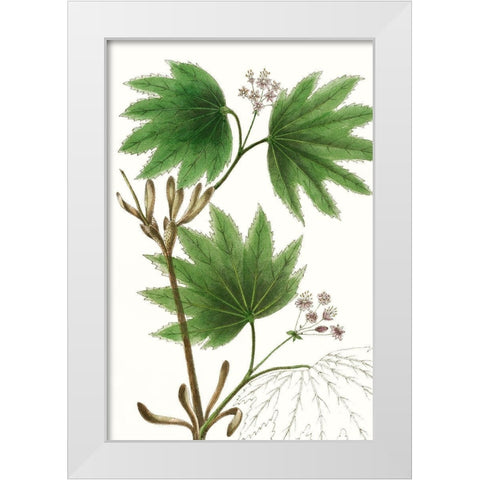 Broad Leafed Maple White Modern Wood Framed Art Print by Nuttall, Thomas