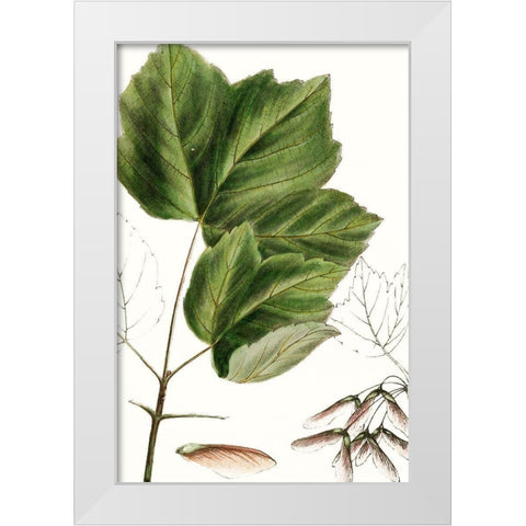 Drummonds Maple White Modern Wood Framed Art Print by Nuttall, Thomas