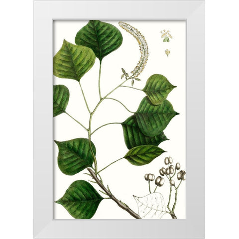 Tallow Tree White Modern Wood Framed Art Print by Nuttall, Thomas