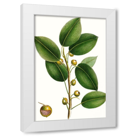 Cherry Fig Tree White Modern Wood Framed Art Print by Nuttall, Thomas
