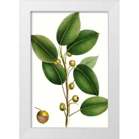 Cherry Fig Tree White Modern Wood Framed Art Print by Nuttall, Thomas
