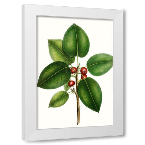Short leaved Fig Tree White Modern Wood Framed Art Print by Nuttall, Thomas