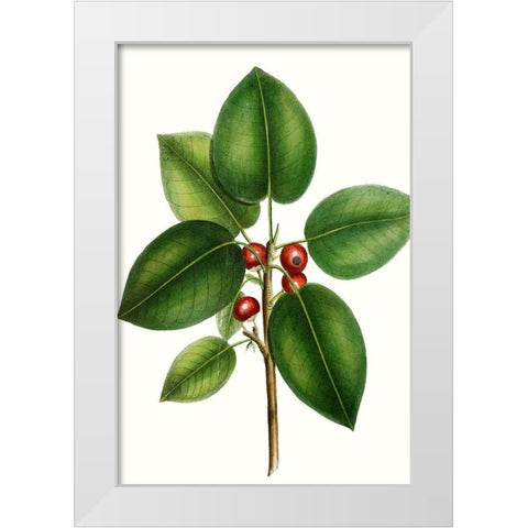Short leaved Fig Tree White Modern Wood Framed Art Print by Nuttall, Thomas