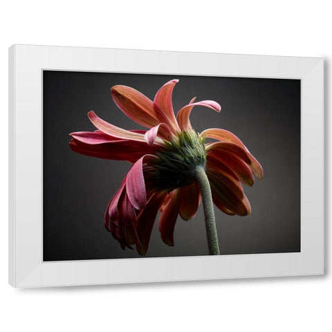 Studio Flowers IV White Modern Wood Framed Art Print by McLoughlin, James