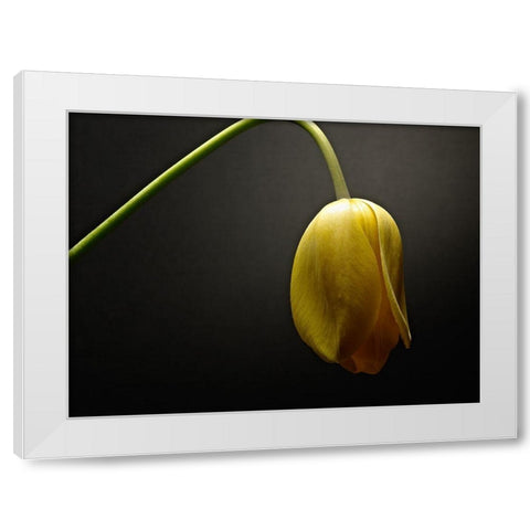 Studio Flowers IX White Modern Wood Framed Art Print by McLoughlin, James