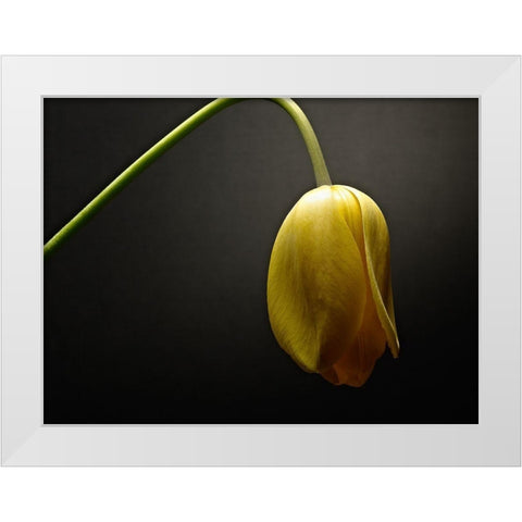 Studio Flowers IX White Modern Wood Framed Art Print by McLoughlin, James