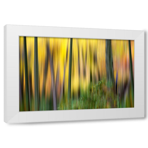 Forest Run II White Modern Wood Framed Art Print by McLoughlin, James