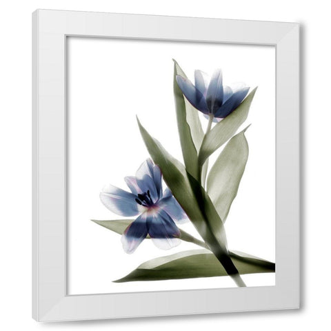 Xray Tulip VI White Modern Wood Framed Art Print by Stalus, Judy