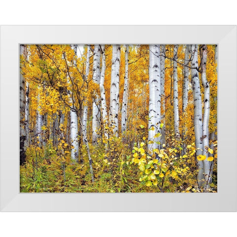 Yellow Woods IV White Modern Wood Framed Art Print by Drost, David