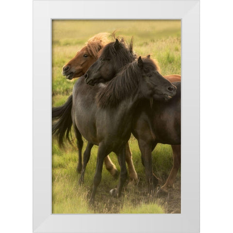 Play Time White Modern Wood Framed Art Print by Head, Danny