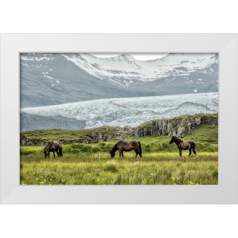Grazing at the Glacier White Modern Wood Framed Art Print by Head, Danny
