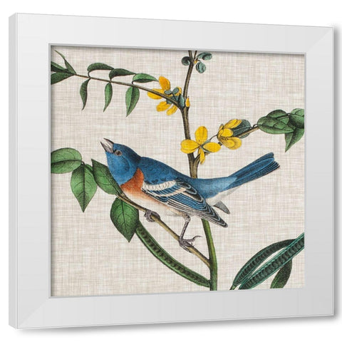 Avian Crop VIII White Modern Wood Framed Art Print by Audubon, John James