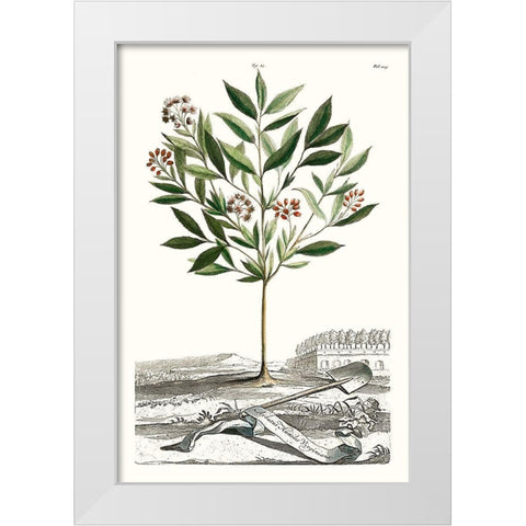 Munting Garden Varieties III White Modern Wood Framed Art Print by Munting, Abraham