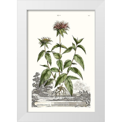 Munting Garden Varieties IV White Modern Wood Framed Art Print by Munting, Abraham